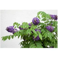 Pflanzen Für Dich Wisteria frutescens 'Longwood Purple', Amerikanische Glyzinie,
