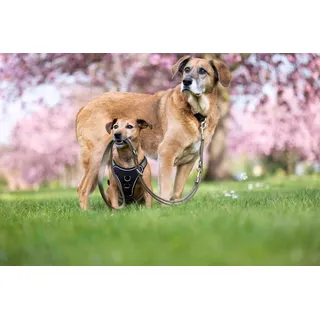 Wolters Professional Comfort Hundegeschirr grün/schwarz 60-70 cm