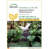 SAFLAX - Nepalesische Riesen - 10 Samen - Tacca nevia white