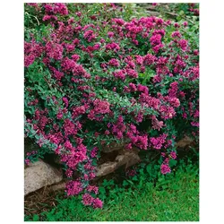 Origanum laevigatum 'Herrenhausen', Zier-Oregano, purpurrosa, ca. 9x9 cm Topf
