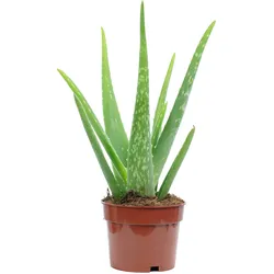 Aloe vera – luftreinigende & dekorative Sukkulente, Topf-Ø 12 cm, ca. 35 cm hoch