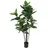Europalms Gummibaum, 120cm