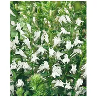 Pflanzen Für Dich Lobelia siphilitica 'Alba', weiße Lobelie, ca.