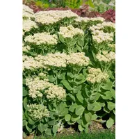 Pflanzen Für Dich Sedum spectabile Stardust Fetthenne, ca. 9x9