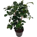 Plant in a Box - Japanische Rose - Camellia japonica 'Lady Campbell' - Höhe 50-60cm - Topf 15cm
