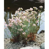 Pflanzen Für Dich Cardamine trifolia, Dreiblättriges Schaumkraut ca. 9x9