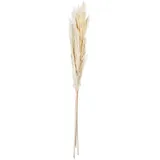Asa Selection Trockenblumen ¦ creme