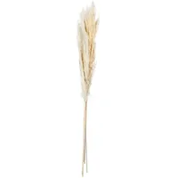 Asa Selection Trockenblumen ¦ creme