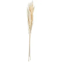 Asa Selection Trockenblumen ¦ creme