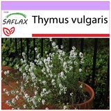 Saflax - Heilpflanzen - Echter Thymian - 200 Samen - Thymus vulgaris