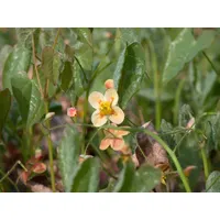 Pflanzen Für Dich Epimedium x warleyense 'Orangekönigin', Elfenblume, ca.