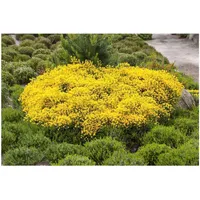 Pflanzen Für Dich Cytisus beanii 'Osiris', Ginster, gelb, 20–30