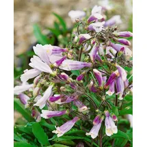 pflanzen-für-dich.de Pflanzen für Dich Staude Penstemon hirsutus Pygmaeus, 1 St., Bartfaden lila