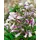 pflanzen-für-dich.de Pflanzen für Dich Staude Penstemon hirsutus Pygmaeus, 1 St., Bartfaden lila
