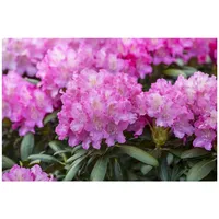 Pflanzen Für Dich Rhododendron Hybr. 'Anastasia', Rhododendron, rosa Blüten,