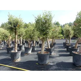 grünwaren gruenwaren jakubik Olive "Angebot" 150 - 180 cm, beste Qualität, winterhart, Olea Europaea