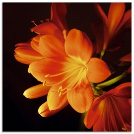 Artland Glasbild »Clivie in leuchtendem Orange«, Blumen, (1 St.), orange