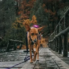 Orbiloc Dog Dual Pink