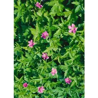 Pflanzen Für Dich Geranium palustre, Sumpf Storchschnabel ca. 9x9