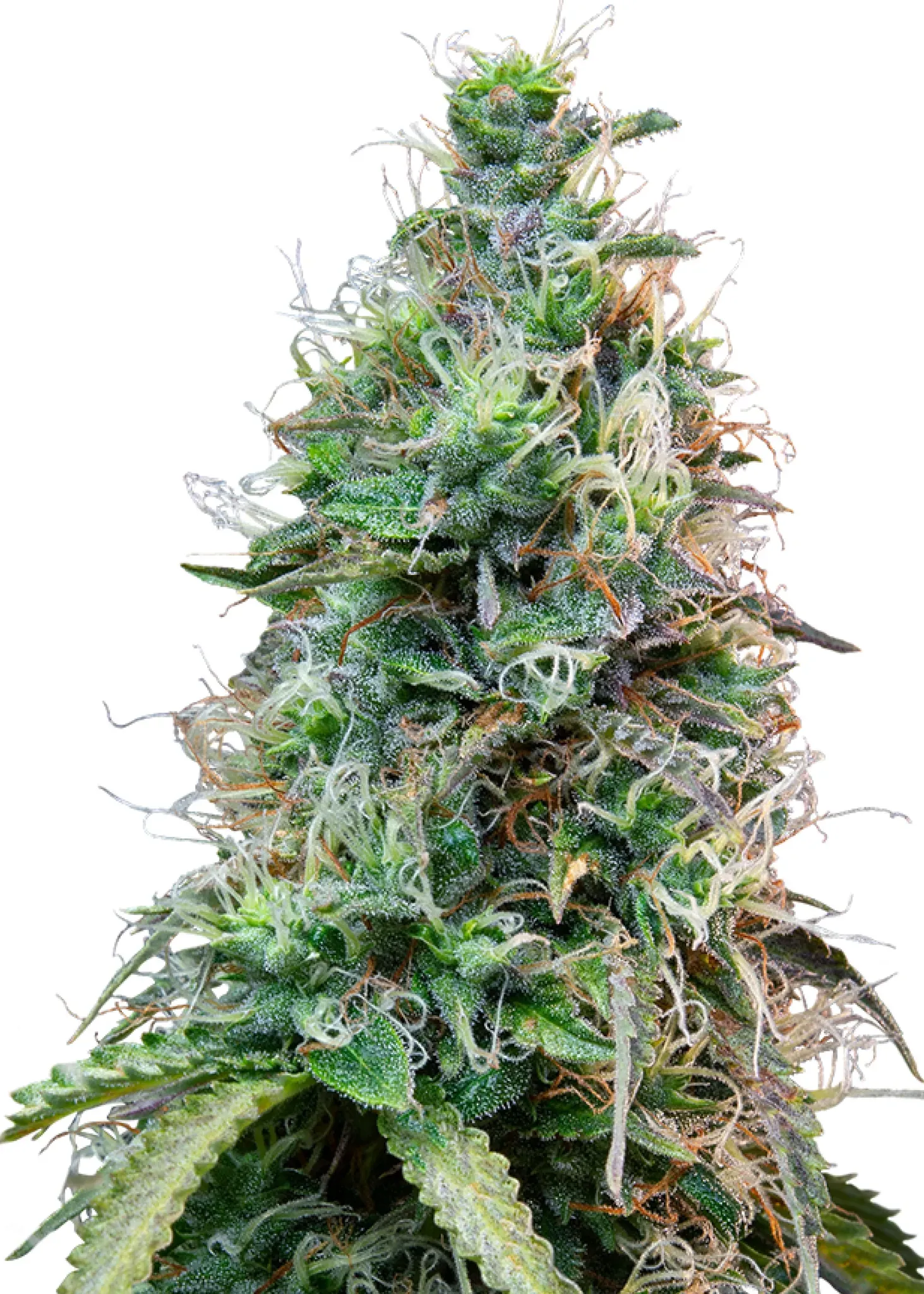 Royal Queen Seeds Amnesia Haze Auto 1 Samen