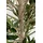 Kare Deko Pflanze Olive Tree 120cm",