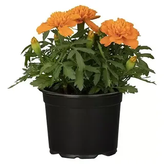 Piardino Staude Niedrige Studentenblume  (Tagetes patula, Topfgröße: 13 cm, Blütenfarbe: Sortenabhängig)