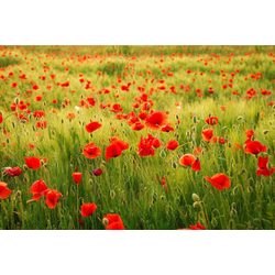 Papermoon Fototapete Field of Poppies, glatt bunt 5 m x 2,8 m