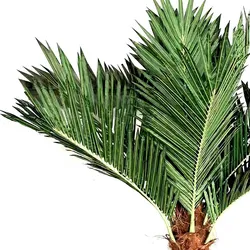 Oviala Business Künstliche Palme 4 m