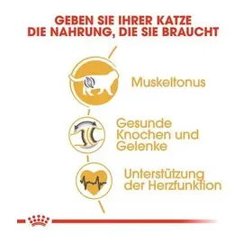 Royal Canin Adult British Shorthair 2 kg