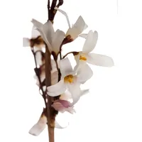 Pflanzen Für Dich Abeliophyllum distichum, Weiße Forsythie, duftend, 40–60