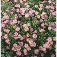 Pflanzen Für Dich Aster ericoides 'Pink Cloud', ca. 9x9