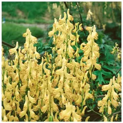Aconitum lycoctonum ssp. vulparia, Wolfs-Eisenhut, gelb, ca. 9x9 cm Topf