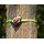 Donic Schildkröt *SLACKERS TREE CLIMBERS, Klettergriffe, 5-teiliges Set
