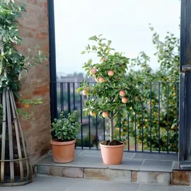 Plant in a Box - Apfelbaum mit 3 Apfelsorten in einem Baum Höhe 60-70 cm - Topf 17cm