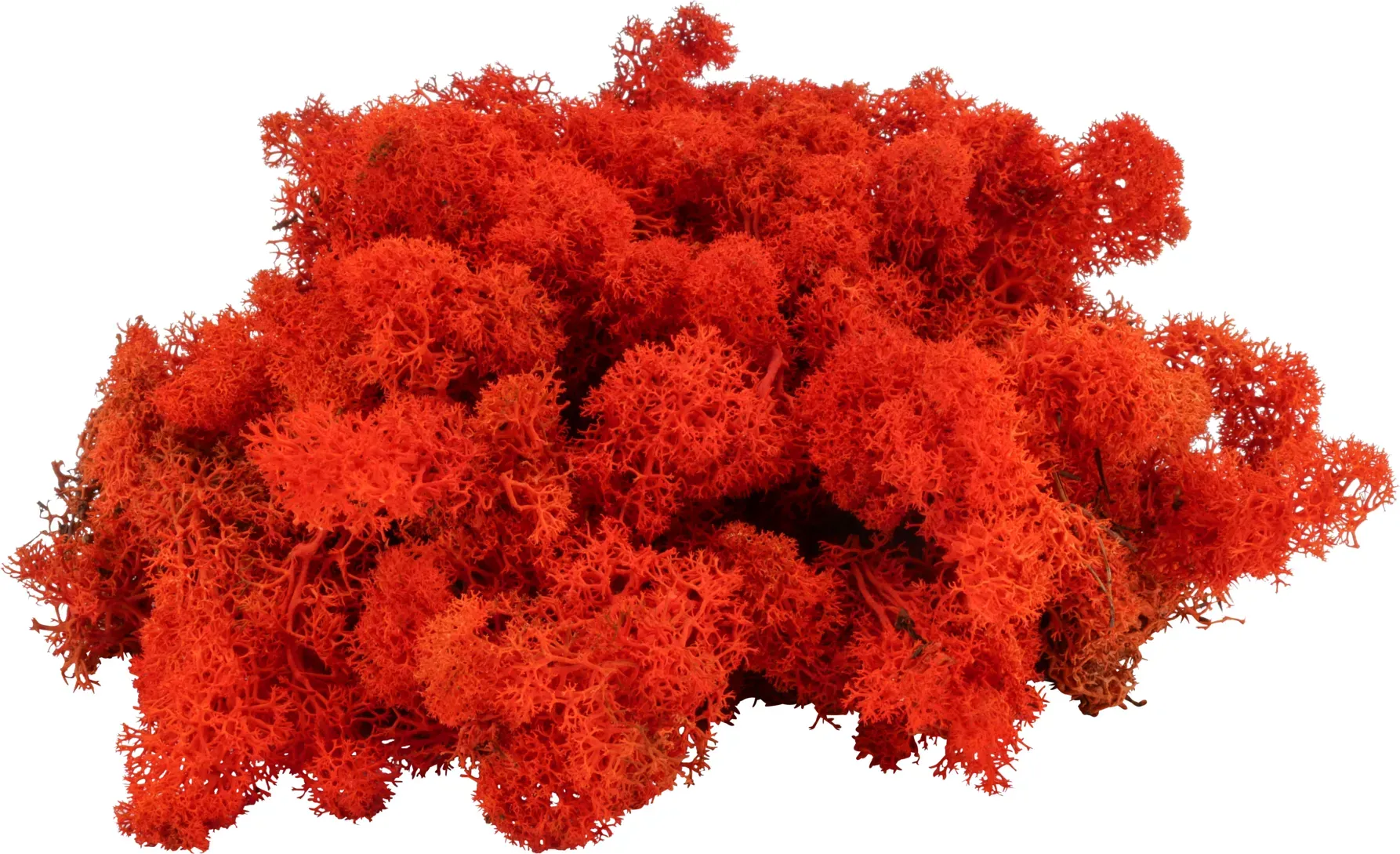 Rentier Moos 1kg Premium orange
