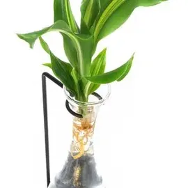 Dehner Waterplant Drachenbaum, Dracaena fragrans Burley, mit LED, Grün