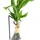 Dehner Waterplant Drachenbaum, Dracaena fragrans Burley, mit LED, Grün