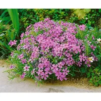 Pflanzen Für Dich Phlox subulata 'Moerheimii', Teppichphlox, rosa, ca.