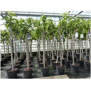 Feigenbaum 150-180 cm Obstbaum winterhart kräftiger Stamm, Ficus Carica, Feige, Obst