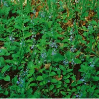 Pflanzen Für Dich Veronica officinalis, Echte Ehrenpreis, ca. 9x9