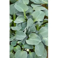 Pflanzen-für-dich.de Hosta tokudama 'Blue Mouse Ears', ca. 11x11 cm