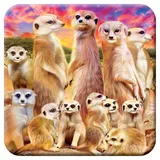 3D LiveLife Kork Matte - Coole Erdmännchen von Deluxebase. Linsenförmige-3D-Kork Safari Untersetzer. rutschfeste Getränkematte mit Originalkunstwerk lizenziert vom bekannt Künstler Michael Searle