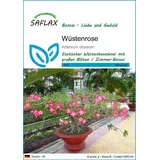 SAFLAX - Bonsai - Wüstenrose - 8 Samen - Adenium obesum