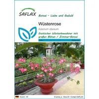 SAFLAX - Bonsai - Wüstenrose - 8 Samen - Adenium obesum