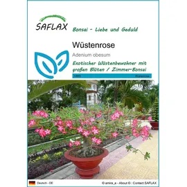 SAFLAX - Bonsai - Wüstenrose - 8 Samen - Adenium obesum