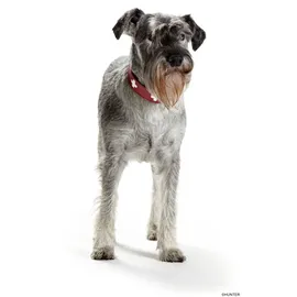 Hunter Halsband Swiss L-XL (70), rot/schwarz