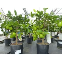 Grünwaren echte Caipi Limette Caipirinha Limettenbaum Citrus Lime 70