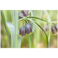Pflanzen Für Dich Fritillaria michailowskyi, Schachbrettblume ca. 9x9 cm