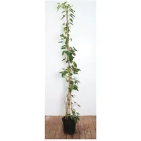Pflanzen Für Dich Actinidia chinensis 'Male', Kiwi, männlich, 100–150