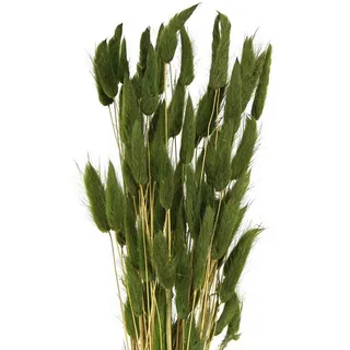 Trockenblume Hasenschwanzgras Lagurus Getrocknet Deko Grün 50-60cm 50g, Viana